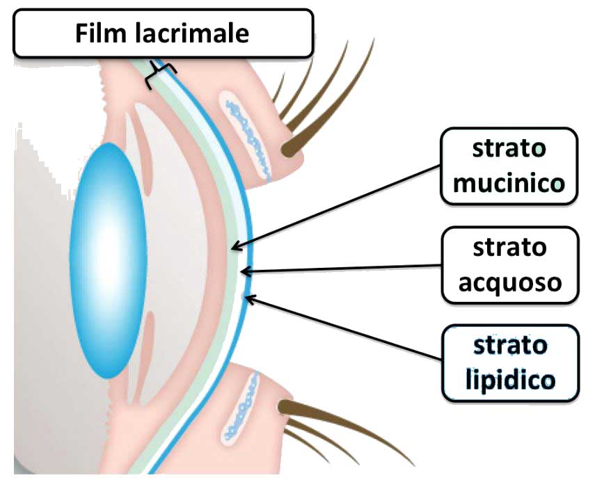 strato-lacrima- <p style="text-align: justify; font-size: 38px; font-family: cursive, sans-serif; font-weight: 100; line-height: 35px; color: #009900; ">L'occhio secco</p>